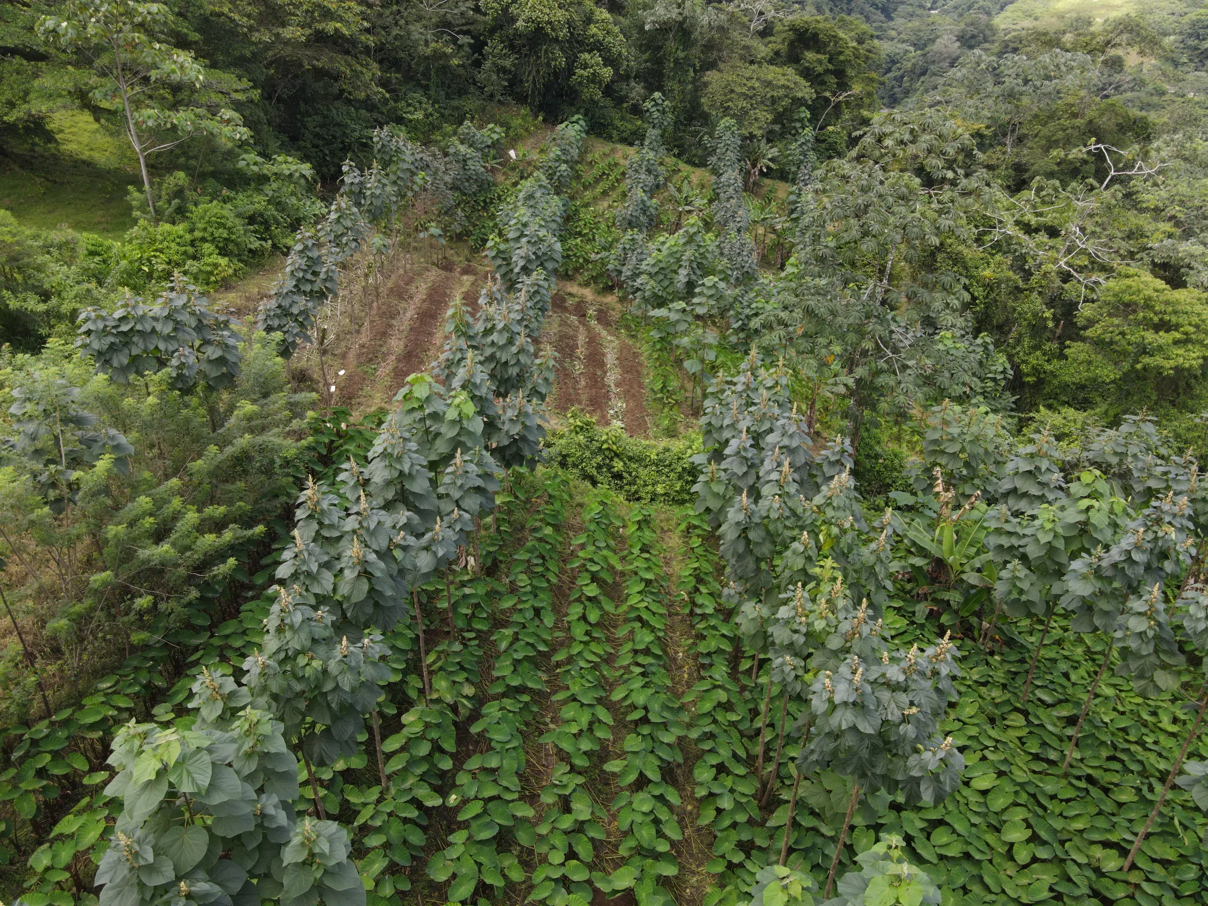 Your Land. Our Forestry System.