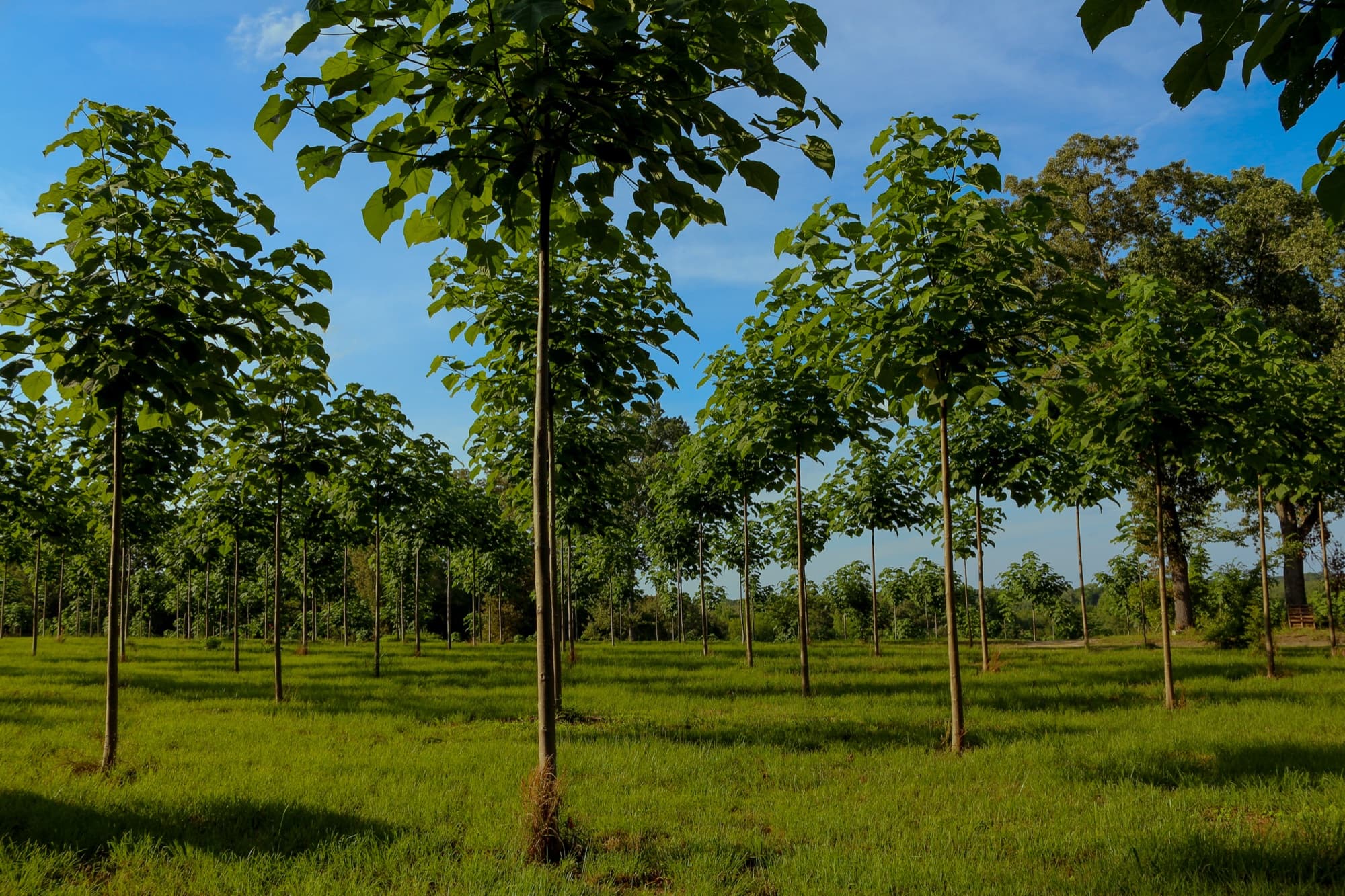 One Tree. Four Forestry Systems
